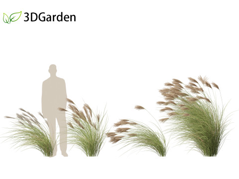 Miscanthus sinensis Gracillimus - Chinese silver grass 02 Modelo 3D