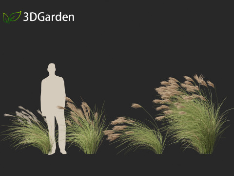 Miscanthus sinensis Gracillimus - Chinese silver grass 02 Modelo 3D