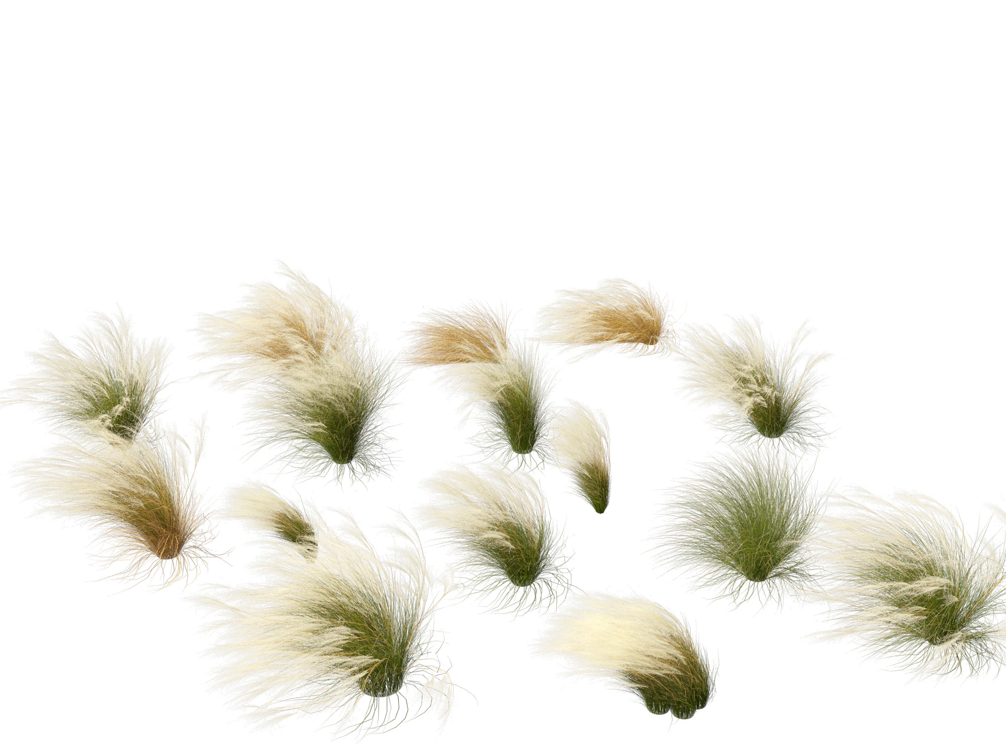 Nassella tenuissima - Mexican feather grass 01 3D Model .c4d .max .obj .3ds .fbx .stl .blend