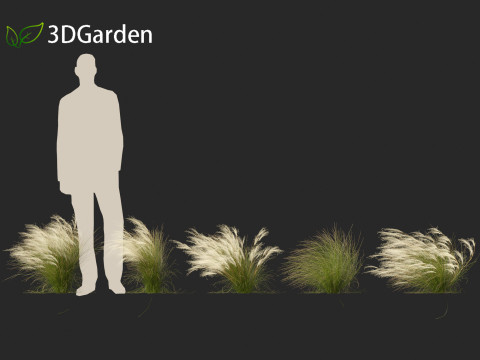 Nassella tenuissima - Mexican feather grass 01 3D Model