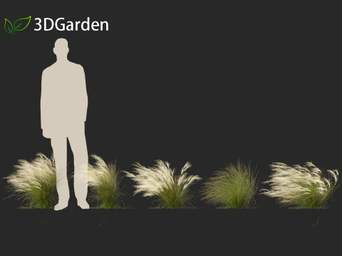 Nassella tenuissima - Mexican feather grass 01 3D Model