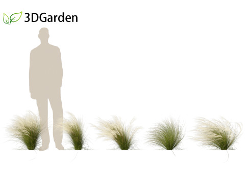 Nassella tenuissima - Mexican feather grass 01 3D Model