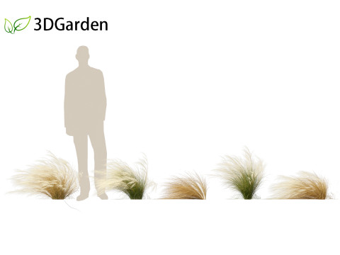 Nassella tenuissima - Mexican feather grass 01 3D Model