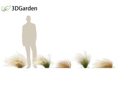 Nassella tenuissima - Mexican feather grass 01 3D Model