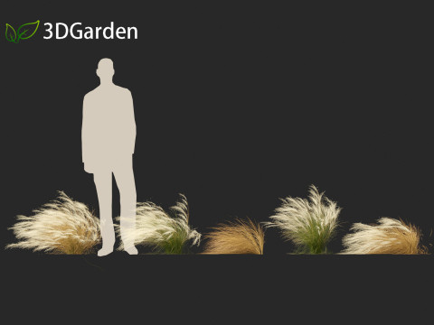 Nassella tenuissima - Mexican feather grass 01 3D Model
