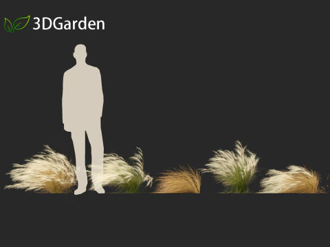 Nassella tenuissima - Mexican feather grass 01 3D Model