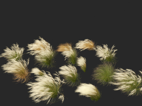 Nassella tenuissima - Mexican feather grass 01 3D Model