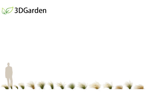 Nassella tenuissima - Mexican feather grass 01 3D Model