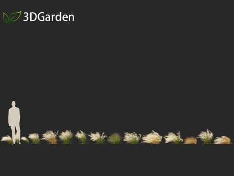 Nassella tenuissima - Mexican feather grass 01 3D Model