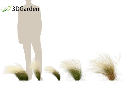 Nassella tenuissima - Mexican feather grass 01 3D Model