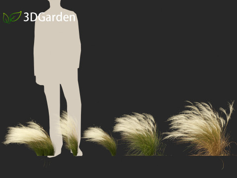 Nassella tenuissima - Mexican feather grass 01 3D Model