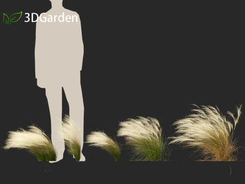 Nassella tenuissima - Mexican feather grass 01 3D Model