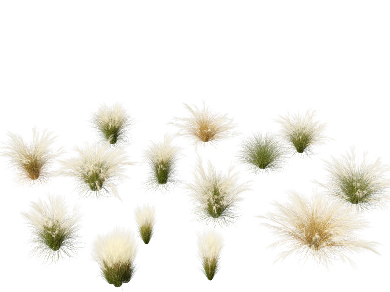 Nassella tenuissima - Mexican feather grass 02 Modelo 3D .c4d .max .obj .3ds .fbx .stl .blend 