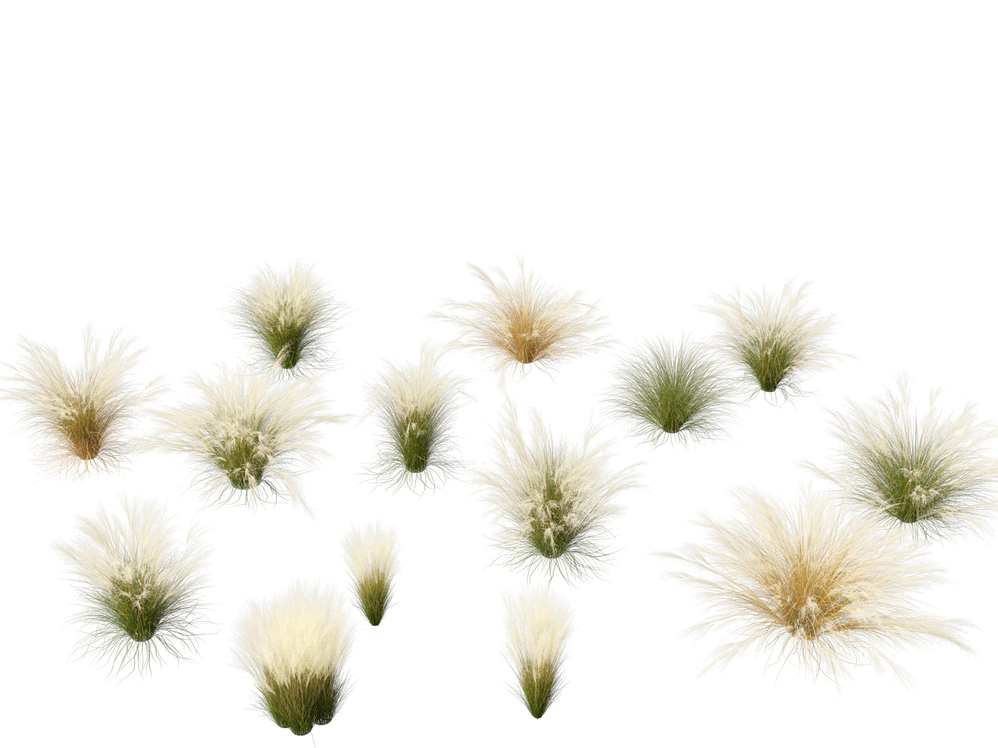 Nassella tenuissima - Mexican feather grass 02 3D Model .c4d .max .obj .3ds .fbx .stl .blend 