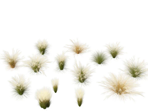 Nassella tenuissima - メキシコの羽毛草 02 3Dモデル