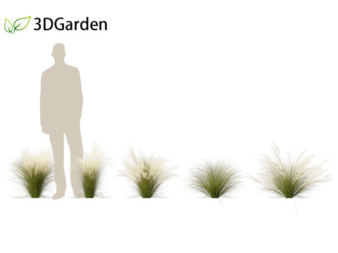Nassella tenuissima - Mexican feather grass 02 Modelo 3D