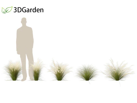 Nassella tenuissima - Mexican feather grass 02 3D Model