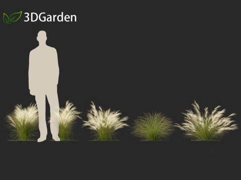Nassella tenuissima - Mexican feather grass 02 3D Model