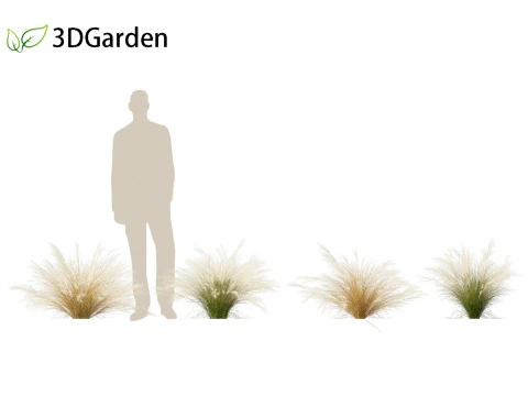 Nassella tenuissima - Mexican feather grass 02 3D Model