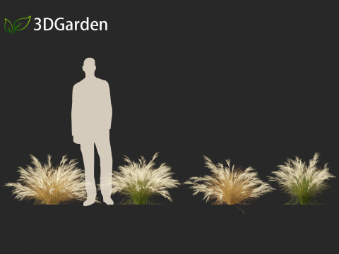 Nassella tenuissima - Mexican feather grass 02 Modelo 3D