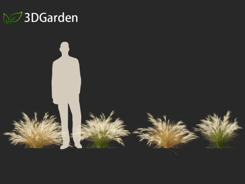 Nassella tenuissima - Mexican feather grass 02 3D Model