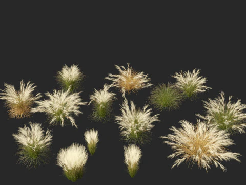 Nassella tenuissima - Mexican feather grass 02 3D Model