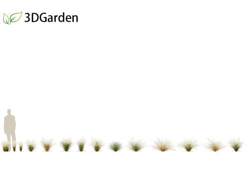 Nassella tenuissima - Mexican feather grass 02 3D Model