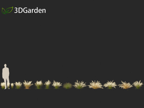Nassella tenuissima - Mexican feather grass 02 Modelo 3D