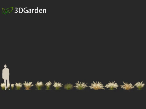Nassella tenuissima - Mexican feather grass 02 3D Model