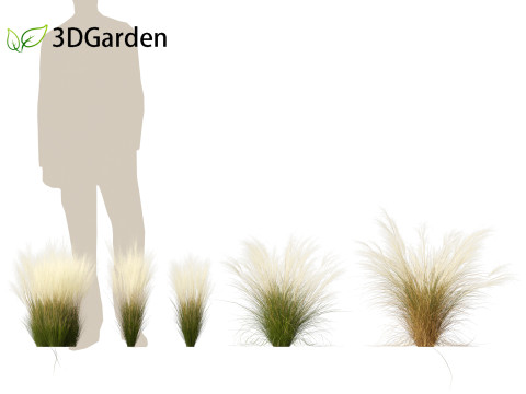 Nassella tenuissima - Mexican feather grass 02 Modelo 3D