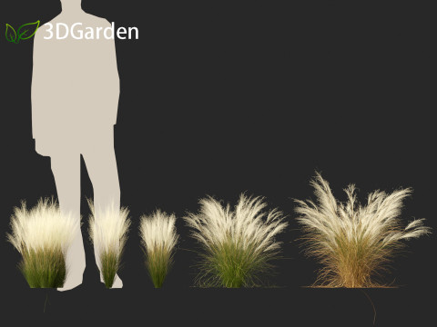 Nassella tenuissima - Mexican feather grass 02 Modelo 3D
