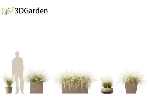 Nassella tenuissima - Mexican feather grass 03 3D Model