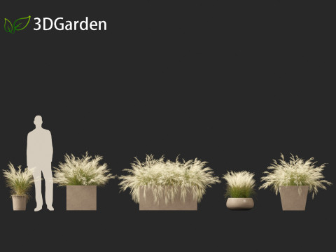 Nassella tenuissima - Mexican feather grass 03 Modelo 3D