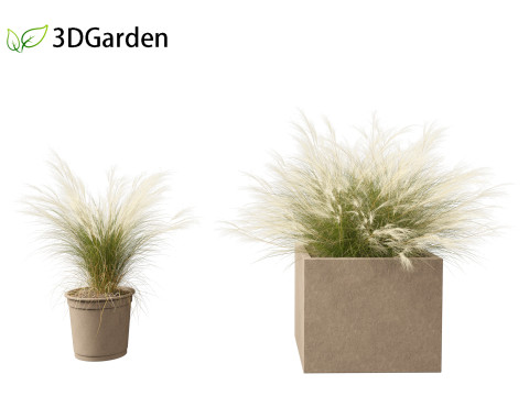 Nassella tenuissima - Mexican feather grass 03 Modelo 3D