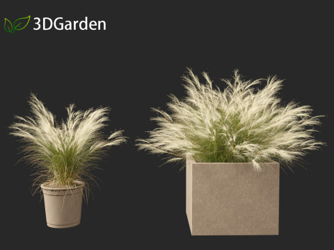 Nassella tenuissima - Mexican feather grass 03 Modelo 3D