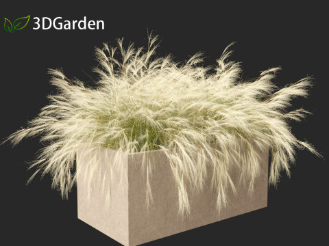Nassella tenuissima - Mexican feather grass 03 Modelo 3D