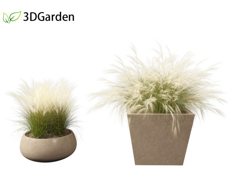 Nassella tenuissima - Mexican feather grass 03 Modelo 3D