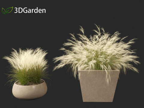 Nassella tenuissima - Mexican feather grass 03 Modelo 3D