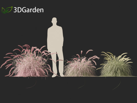 Pennisetum setaceum Cherry Sparkler - Fountain Grass 01 3D Model