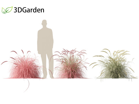 Pennisetum setaceum Cherry Sparkler - Fountain Grass 01 3D Model