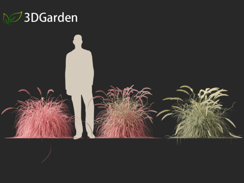 Pennisetum setaceum Cherry Sparkler - Fountain Grass 01 3D Model