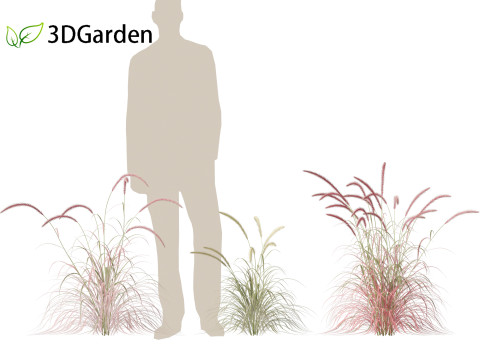 Pennisetum setaceum Cherry Sparkler - Fountain Grass 01 3D Model