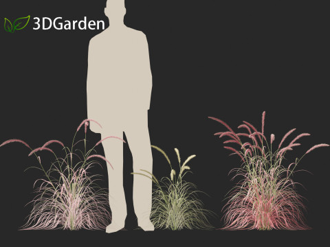 Pennisetum setaceum Cherry Sparkler - Fountain Grass 01 3D Model