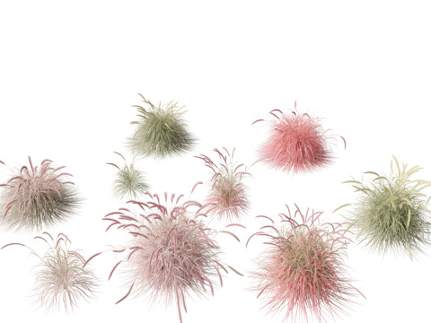 Pennisetum setaceum Cherry Sparkler - Fountain Grass 01 3D Model