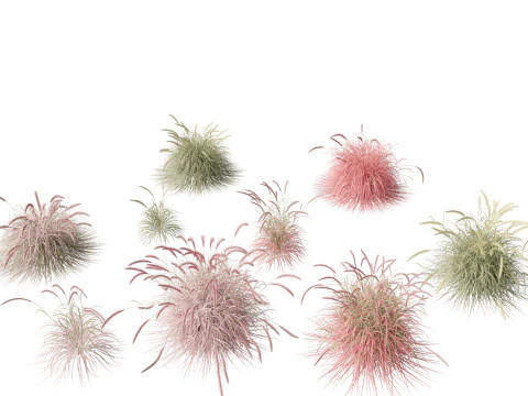 पेनिसेटम सेटेसम चेरी स्पार्कलर - फाउंटेन ग्रास 01 3D मॉडल