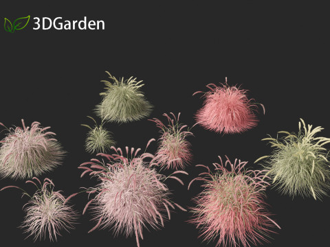 Pennisetum setaceum Cherry Sparkler - Fountain Grass 01 3D Model