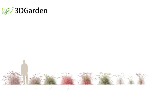 Pennisetum setaceum Cherry Sparkler - Fountain Grass 01 3D Model