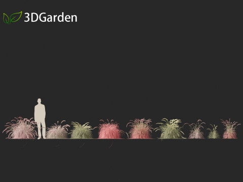 Pennisetum setaceum Cherry Sparkler - Fountain Grass 01 3D Model