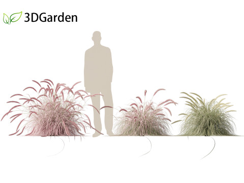 Pennisetum setaceum Cherry Sparkler - Fountain Grass 01 3D Model
