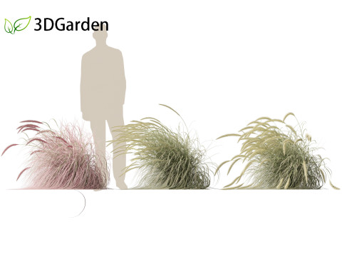 Pennisetum setaceum Cherry Sparkler - Fountain Grass 02 3D Model